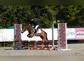 Exmoor Pony, Giumenta, 5 Anni, 127 cm, Baio