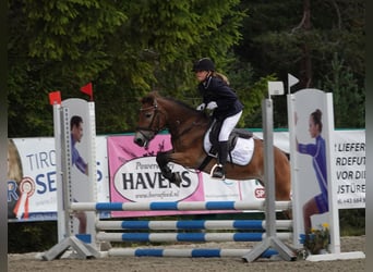 Exmoor Pony, Giumenta, 5 Anni, 127 cm, Baio