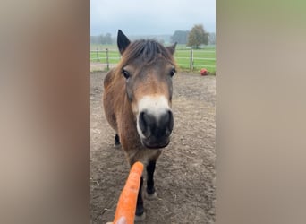 Exmoor Pony, Giumenta, 5 Anni, 135 cm, Sauro scuro