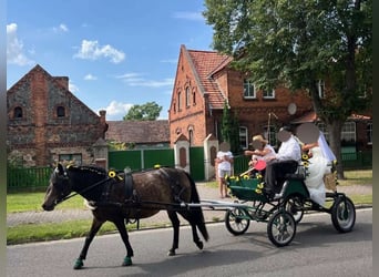 Exmoor Pony Mix, Giumenta, 6 Anni, 130 cm, Baio scuro