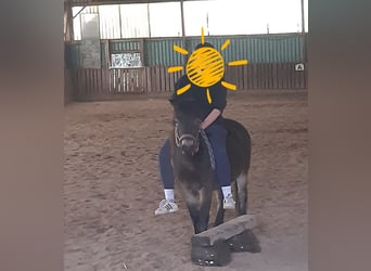 Exmoor Pony, Giumenta, 8 Anni, 128 cm, Sauro scuro