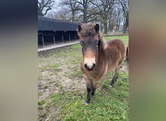 Exmoor Pony, Hengst, 1 Jahr, 130 cm, Brauner