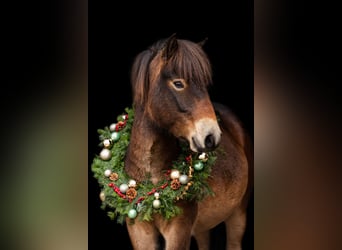 Exmoor Pony, Hengst, 2 Jahre, 145 cm