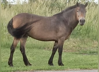 Exmoor Pony, Merrie, 18 Jaar, 130 cm, Bruin