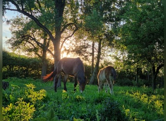 Exmoor Pony, Merrie, 3 Jaar, 135 cm, Donkere-vos