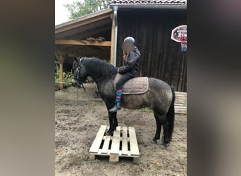 Exmoor Pony Mix, Merrie, 6 Jaar, 132 cm, Donkerbruin