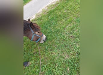 Exmoor Pony, Merrie, 7 Jaar, 128 cm, Donkere-vos