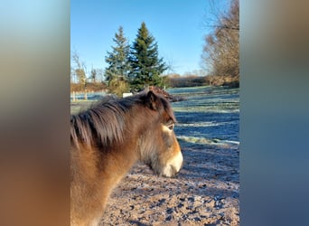Exmoor Pony, Ruin, 24 Jaar, 120 cm, Bruin
