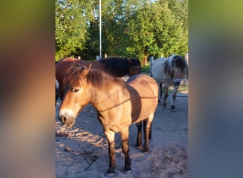 Exmoor Pony, Ruin, 24 Jaar, 120 cm, Bruin
