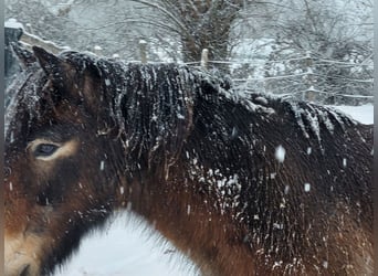 Exmoor Pony, Ruin, 24 Jaar, 120 cm, Bruin