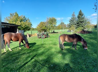 Exmoor Pony, Ruin, 24 Jaar, 120 cm, Bruin