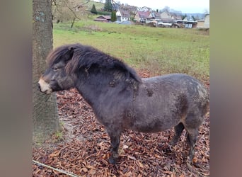 Exmoor Pony, Ruin, 7 Jaar, 130 cm, Bruin