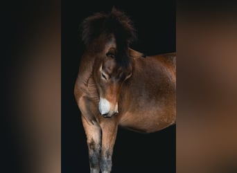 Exmoor Pony, Ruin, 7 Jaar, 136 cm, Lichtbruin