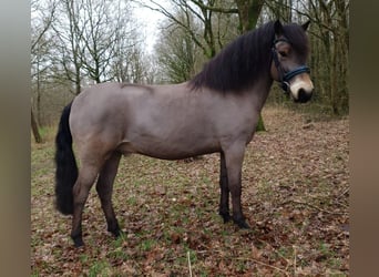 Exmoor Pony, Ruin, 8 Jaar, 122 cm, Brauner