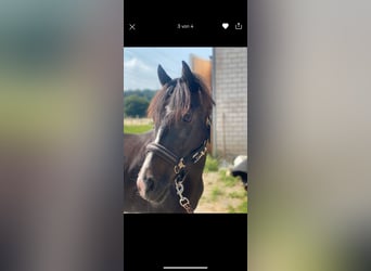 Exmoor Pony, Stute, 11 Jahre, 125 cm, Dunkelbrauner