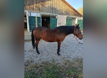 Exmoor Pony Mix, Stute, 14 Jahre, 140 cm, Brauner