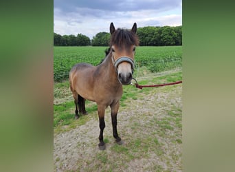 Exmoor Pony, Stute, 2 Jahre, 115 cm, Buckskin