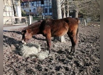 Exmoor Pony, Stute, 4 Jahre, Dunkelbrauner