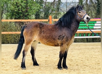 Exmoor Pony, Stute, 5 Jahre, 135 cm, Brauner