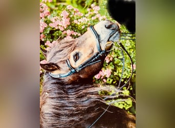 Exmoor Pony, Wallach, 10 Jahre, 128 cm, Dunkelbrauner