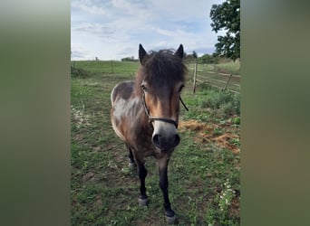 Exmoor Pony, Wallach, 11 Jahre, Brauner