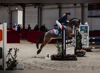 Exmoor Pony, Wallach, 12 Jahre, 136 cm, Brauner