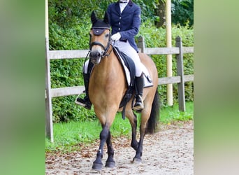 Exmoor Pony, Wallach, 13 Jahre, 136 cm, Brauner