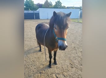 Exmoor Pony, Wallach, 19 Jahre, 105 cm, Dunkelbrauner