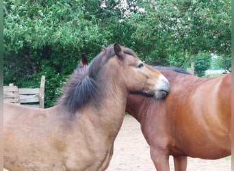 Exmoor Pony, Wallach, 24 Jahre, 120 cm, Brauner