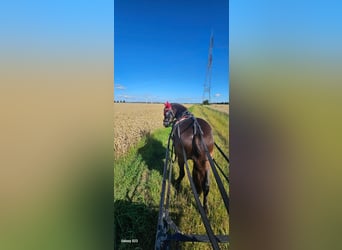 Exmoor Pony, Wallach, 5 Jahre, 125 cm, Rappe