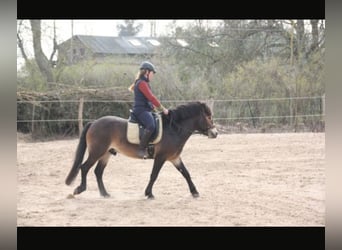 Exmoor Pony, Wallach, 5 Jahre, 130 cm, Brauner