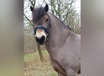Exmoor Pony, Wallach, 8 Jahre, 122 cm, Brauner