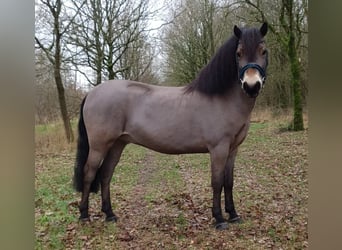 Exmoor Pony, Wallach, 8 Jahre, 122 cm, Brauner