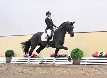 Oldenburger, Hengst, 6 Jahre, 169 cm, Rappe