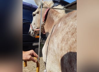 Ezel, Hengst, 11 Jaar, 137 cm, Vos