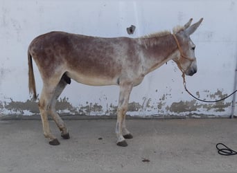 Ezel, Hengst, 11 Jaar, 137 cm, Vos