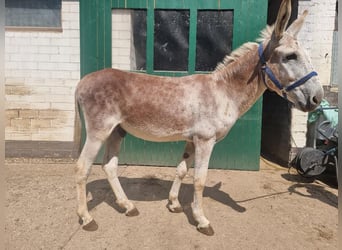 Ezel, Hengst, 11 Jaar, 137 cm, Vos