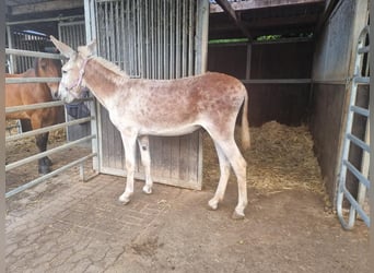 Ezel, Hengst, 11 Jaar, 137 cm, Vos