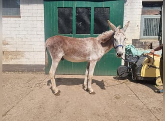 Ezel, Hengst, 12 Jaar, 135 cm, Vos