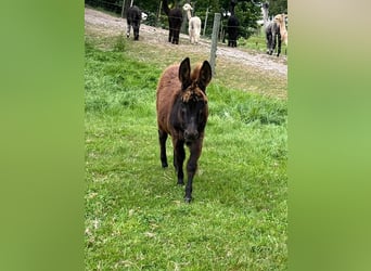 Ezel, Hengst, 1 Jaar, 75 cm, Zwartbruin