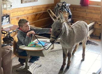 Ezel, Hengst, 1 Jaar, 76 cm, Falbe