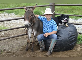 Esel, Hengst, 2 Jahre, 89 cm, Schimmel