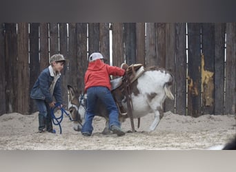 Ezel, Hengst, 3 Jaar, 104 cm, Gevlekt-paard