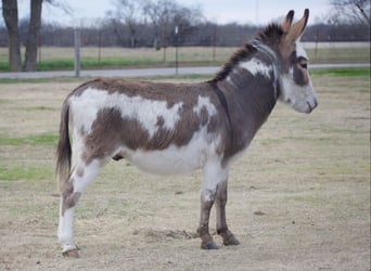 Ezel, Hengst, 3 Jaar, 104 cm, Gevlekt-paard