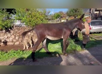 Ezel, Hengst, 4 Jaar, 155 cm, Zwart