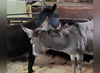 Ezel, Hengst, 6 Jaar, 100 cm, Donkerbruin