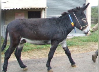 Ezel, Hengst, 6 Jaar, 148 cm, Zwart