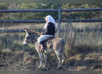 Ezel, Hengst, 6 Jaar, 81 cm, Schimmel