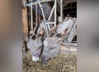 Ezel, Hengst, 6 Jaar