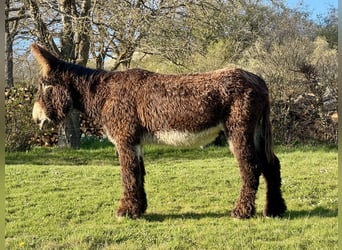 Ezel, Hengst, 19 Jaar, 154 cm, Donkerbruin